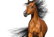 НОВИНКА на складе! Конский навоз в новой фасовке 1 кг. НОВИНКА на складе! Конский навоз в новой фасовке 1 кг.