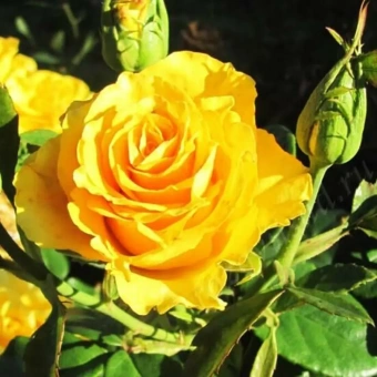 6435ac54c4f1fcfa9ccdd2141680d60b61ab1e46