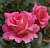 Роза Вайкики грандифлора (Золотая сотка Алтая)