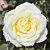 Роза Белый шоколад Чайно-гибридная (Садовита)