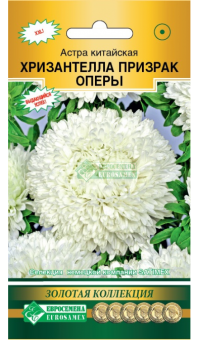 Астра ХРИЗАНТЕЛЛА Призрак Оперы китайская 5шт (Евросемена)