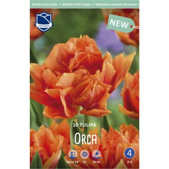 ЦБ-00011712_Тюльпан Орка махровый ранний Ависта