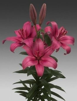 00035980_Лилия Астилло ЛА 10шт (КолорЛайн)