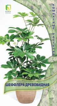 00039001_Шеффлера древовидная 5шт (ПОИСК)