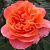 Роза Рене Госсини чайно-гибридная ЭКОНОМ (Барнаул)