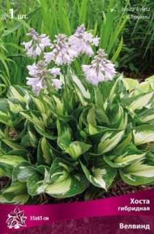 hosta_gibrid_velwind_kaper