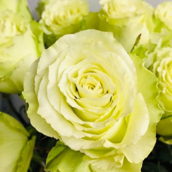 Роза Лимонад чайно-гибридная (Золотая сотка Алтая) (2)