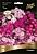 Флокс Попурри метельчатый (ПОИСК)