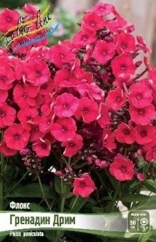 Phlox Grenadine Dream