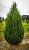 Можжевельник китайский Спартан P9 конт. (КолорЛайн)