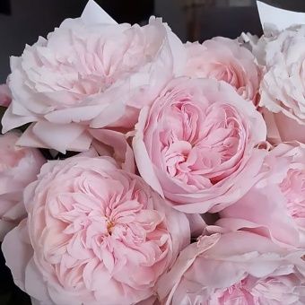 oht96hf3o3bg2hk9gyu3rjc5fej76aak-1024x1024