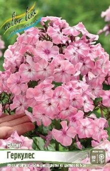 Phlox Hercules