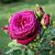 Роза Иоганн Вольфганг фон Гете чайно-гибридная (Барнаул)