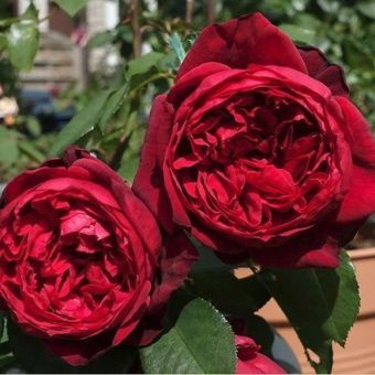 nn23ucxv2a51ivfpvnv7g16jhm7iz02h