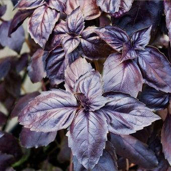 00010230_Базилик Фиолетовый (Гавриш) МЕТАЛЛ 1_800