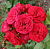 Роза Инзель Майнау флорибунда (Садовита)