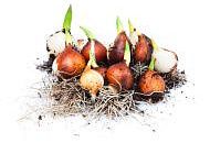 На склад поступили луковичные цветы. На склад поступили луковичные цветы.