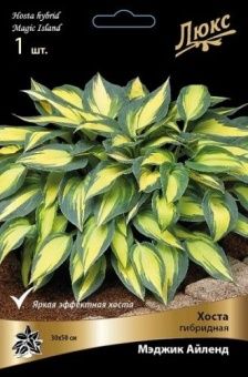 hosta_gibrid_magic_ailend_kaper