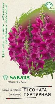 00040858_Львиный зев Соната пурпурная  10 шт Сакат