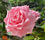 Роза Веддинг Беллс чайно-гибридная (Барнаул)