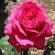 Роза Секси Перфюмелла чайно-гибридная (Татарстан Розариум)