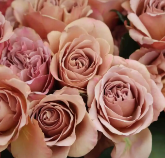 Роза Кафэ флорибунда (Золотая сотка Алтая)