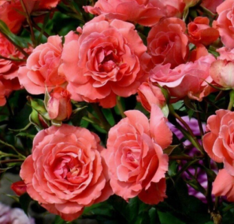 Снимок экрана 2025-10-13 164717