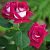Роза Моника Беллуччи чайно-гибридная (Сиберика)