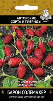 00035356_Земляника Барон Солемахер ремонтантная 10
