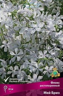 phlox mey briz 211