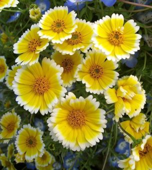 00041963_Лейя Солнечная улыбка изящная 0,1г (Еврос