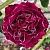 Роза Барон Жиро дэ Лен ремонтантный французский (Золотая сотка Алтая)