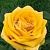 Роза Дежавю чайно-гибридная (Барнаул)