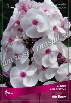 00037992_Флокс Айс Крим метельчатый (ПОИСК)
