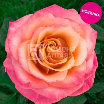 00043106_Роза Пич морн чайно-гибридная (Барнаул)