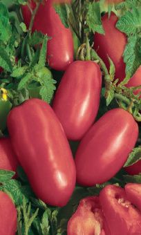 tomat-percevidnyy-malinovyy