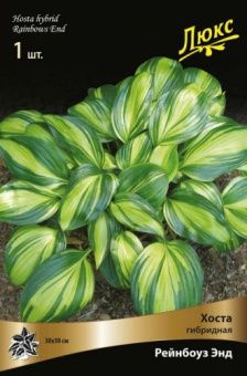hosta_gibrid_reinbows_and_kaper