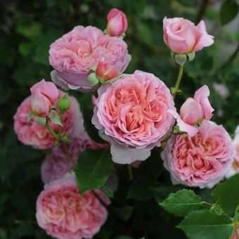 1706428533_binomen-ru-p-roza-laperla-oboi-74-e1716314214735