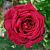 Роза Алматинская Чайно-гибридная (Садовита)