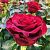 Роза Гладиатор чайно-гибридная (Барнаул)