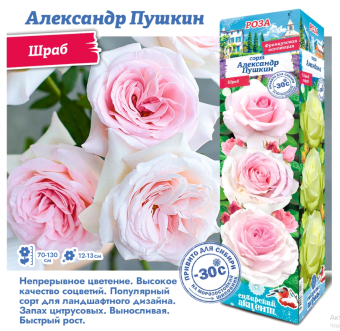 Снимок экрана 2025-10-09 103711