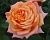 Роза Камея чайно-гибридная (Барнаул)