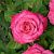 Роза Маргарита спрей (Садовита)
