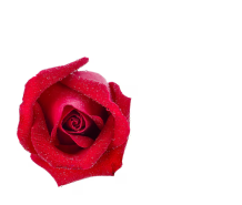 Акция! Скидки 10 - 20% на саженцы роз.