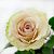Роза Помпеи чайно-гибридная ЭКОНОМ (Барнаул)