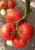 Томат Биг Биф F1 5шт Seminis (Агрос) 3