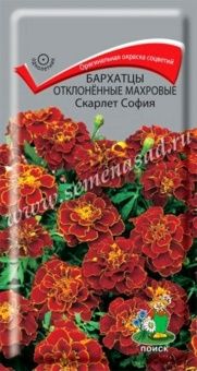 00041049_Бархатцы Скарлет София отклоненные махров
