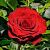 Роза Роял Баккара Чайно-гибридная (Садовита)