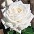 Роза Ломоносов чайно-гибридная (Барнаул)