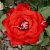 Роза Николь Чайно-гибридная (Садовита)